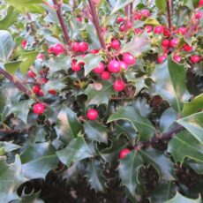 5056771001505 1 Ilex meserveae Blue Maid.jpg